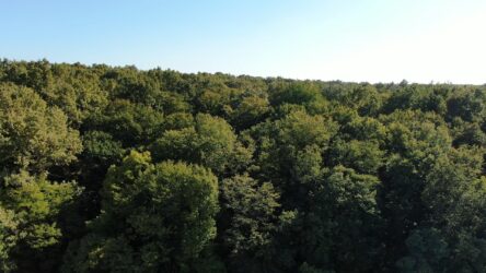 Europese bossen